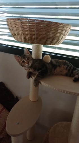 Customer photo review of Arbre à Chat - Coin Câlin