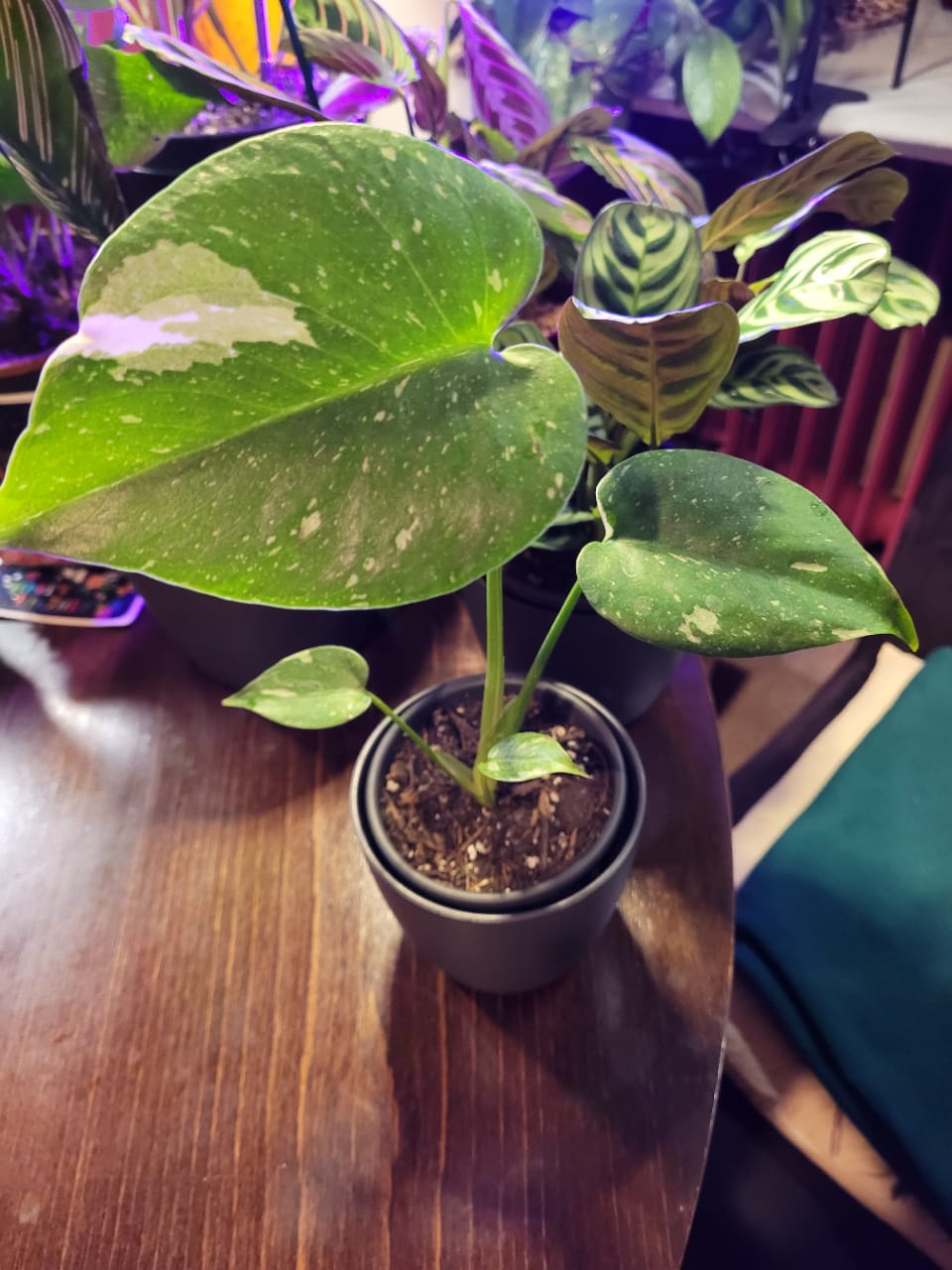 Customer photo review of Monstera Thai Constellation - Babypflanze