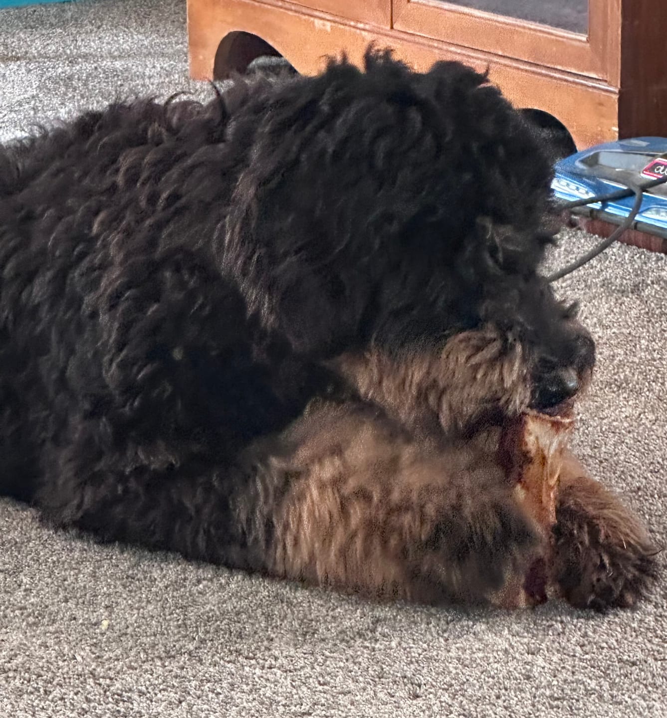 Customer photo review of 6 Inch Monster Braided Bully Stick