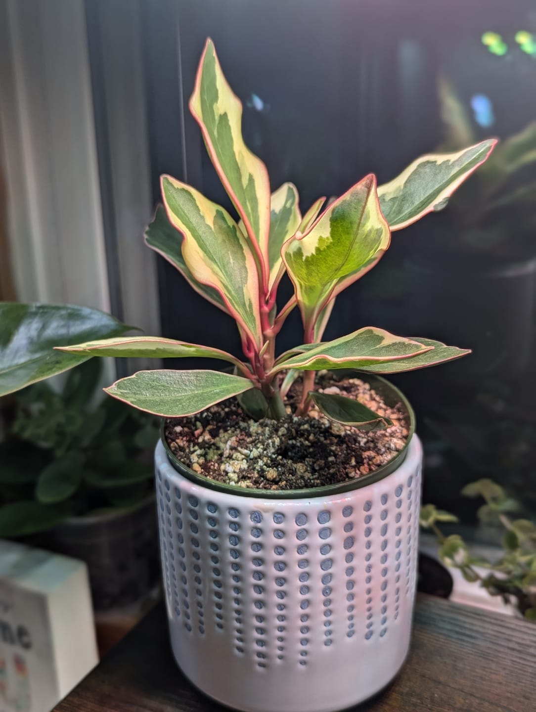 Customer photo review of Peperomia clusiifolia 'Ginny'