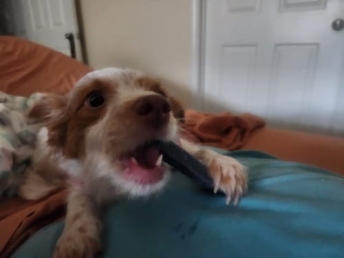 Customer photo review of BLUEBERRY YAK CHEWS
