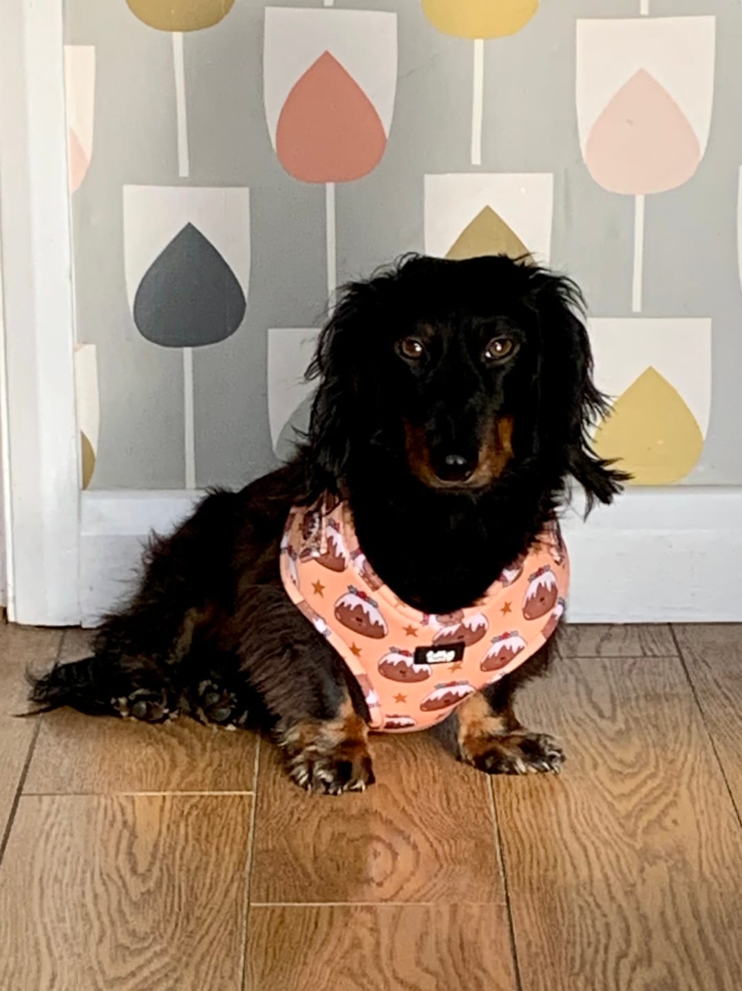 Customer photo review of Adjustable Dog Harness - All Good In The Pud