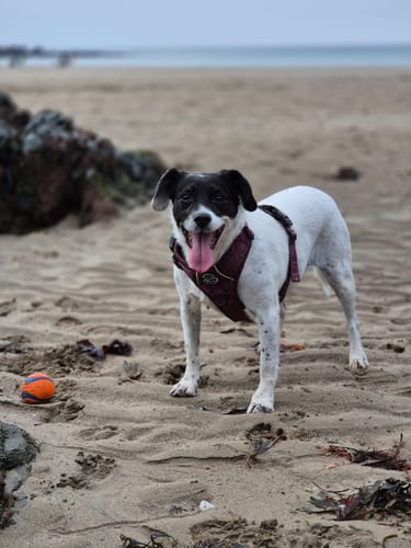 Customer photo review of Tough Trails™ Harness - Country Burgundy