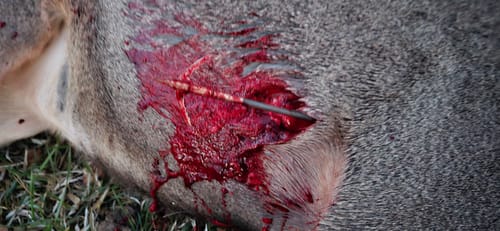 Customer photo review of Beast Broadheads