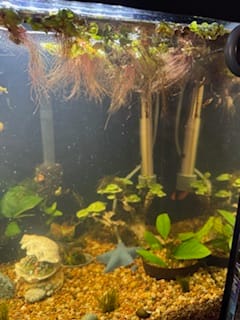 Customer photo review of Red Root Floaters