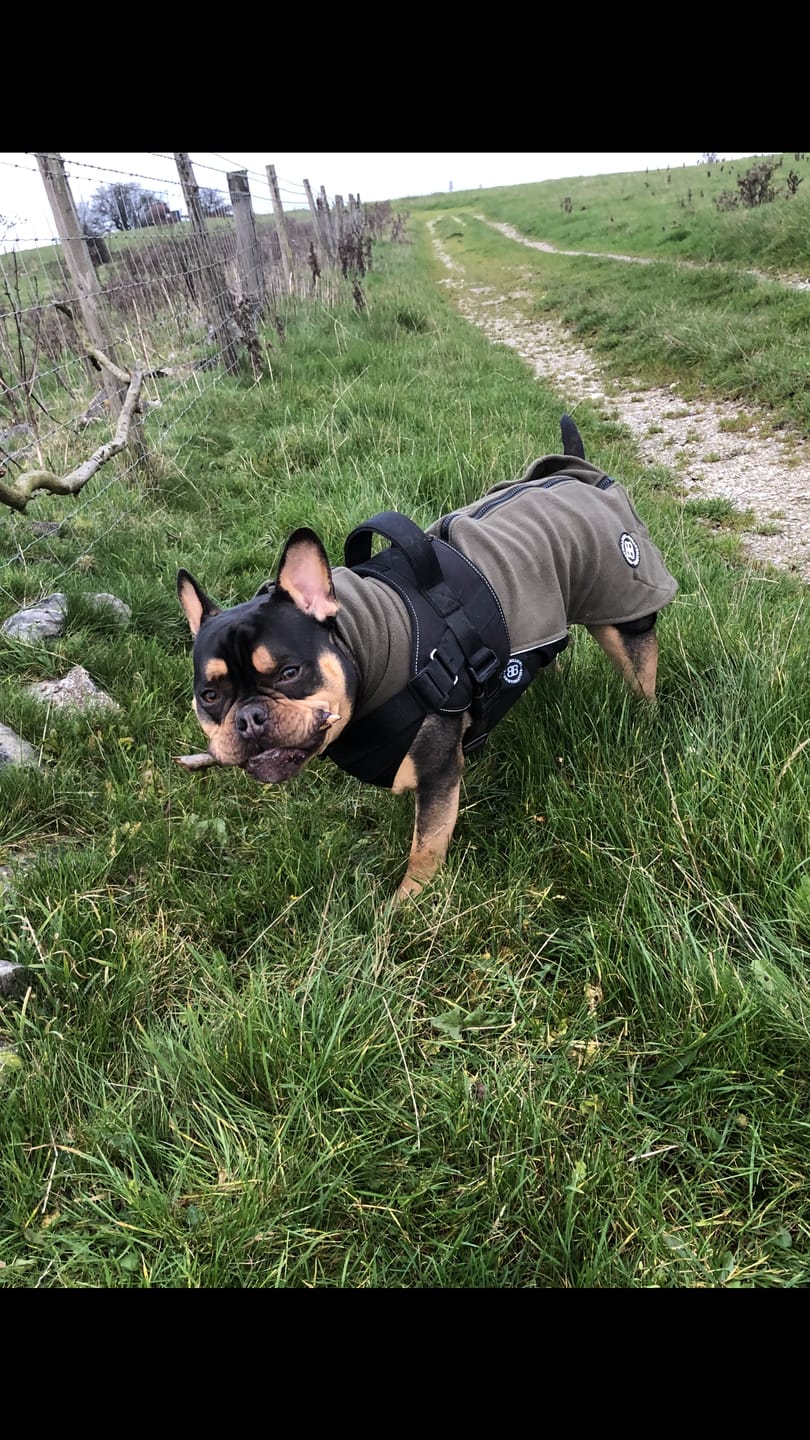 Customer photo review of Dog Fleece With Zip - Khaki