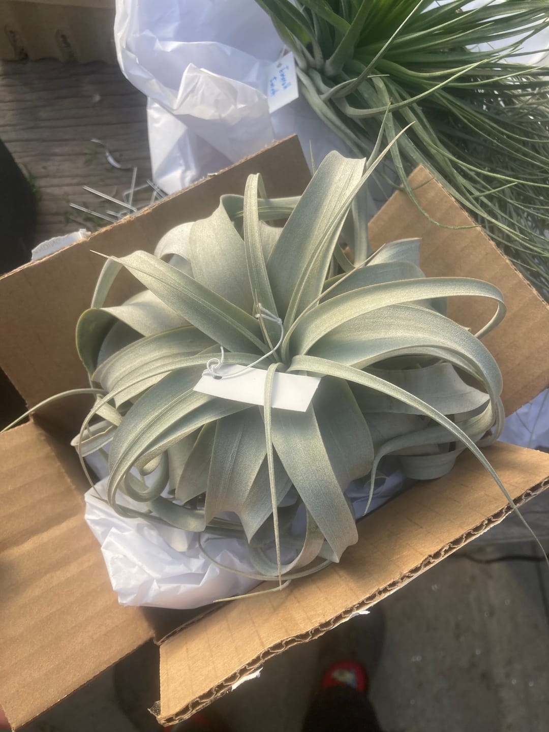 Customer photo review of Xerographica Thick Leaf Form  *Cannot Be Shipped Internationally*