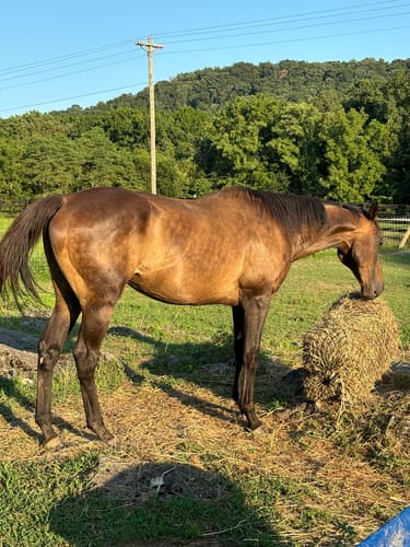 Customer photo review of Hay Chix® 2-Strand Bale Net (Small Bale Net)