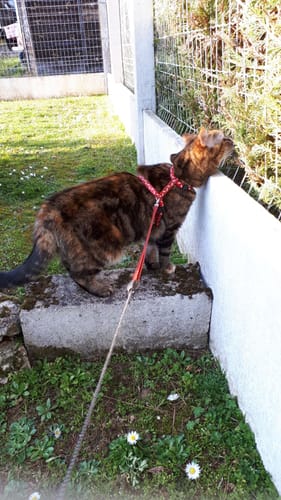 Avis photo d'un client sur Échantillon Croquettes Chat Adulte - Poulet