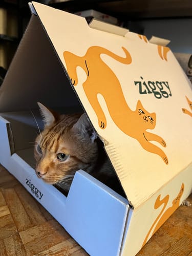 Avis photo d'un client sur Croquettes Chat Stérilisé Sans Céréales - Saumon