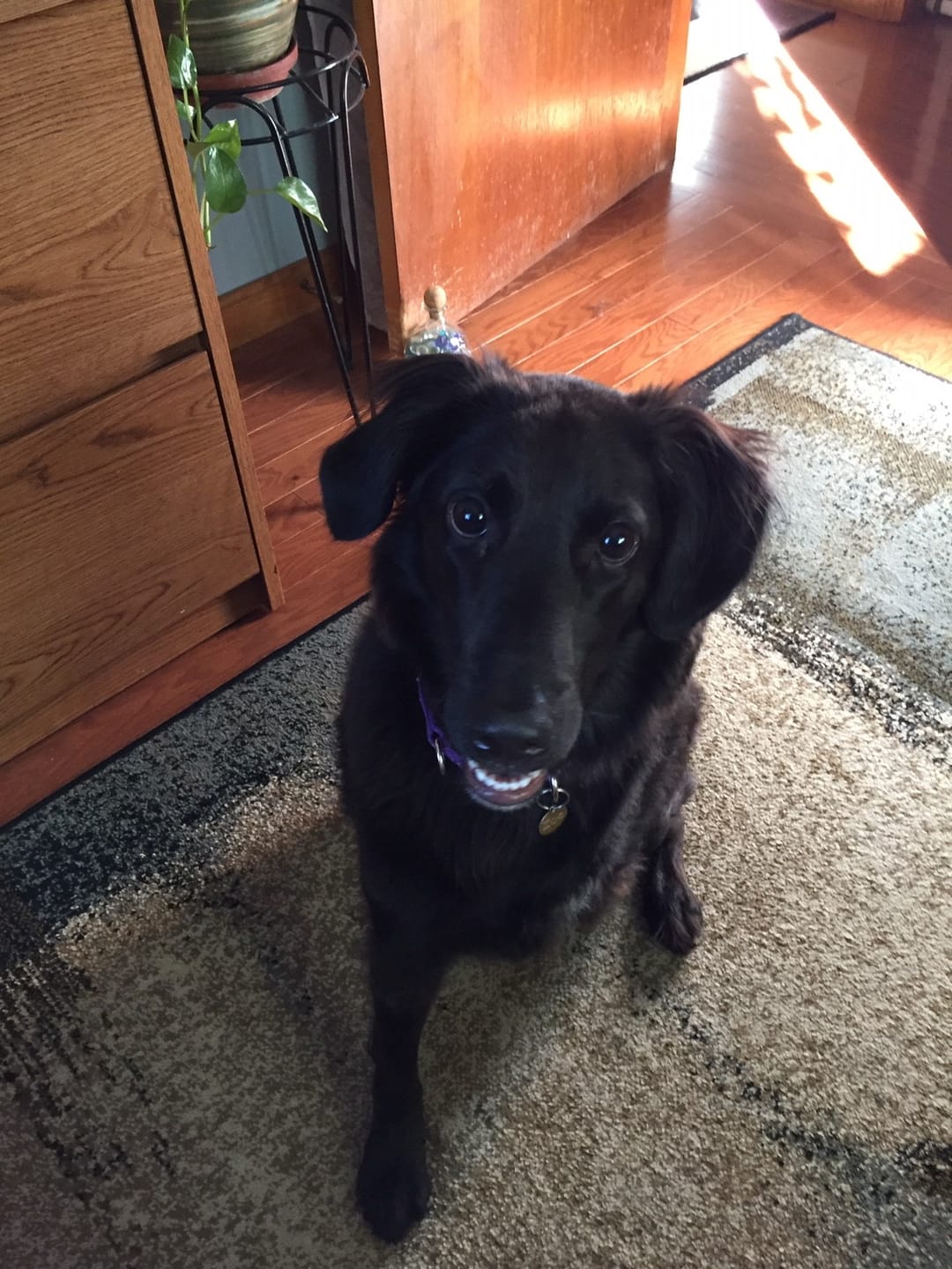 Customer photo review of Lamb 1.5lb Frozen Dog Rolls 8/case