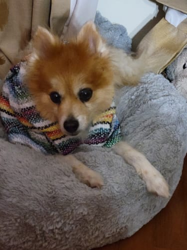 Customer photo review of Playa Poncho - Surprise Color