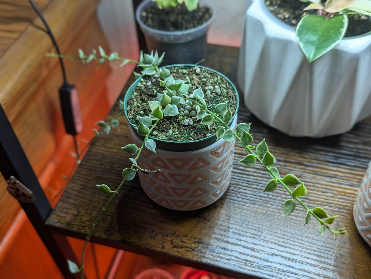 Customer photo review of Dischidia ruscifolia 'Variegata' "Million Hearts"