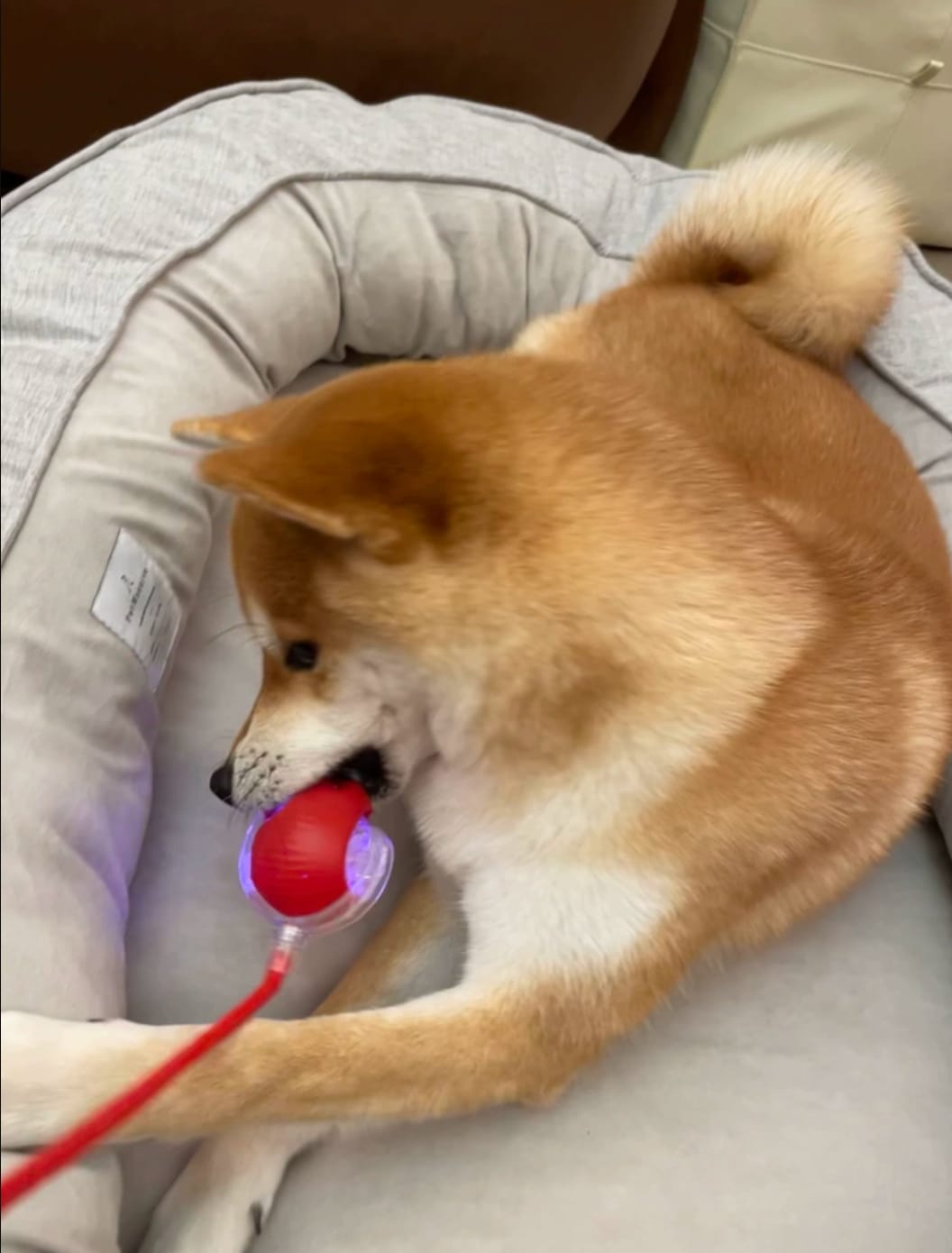 Customer photo review of Automatic Dog Walker