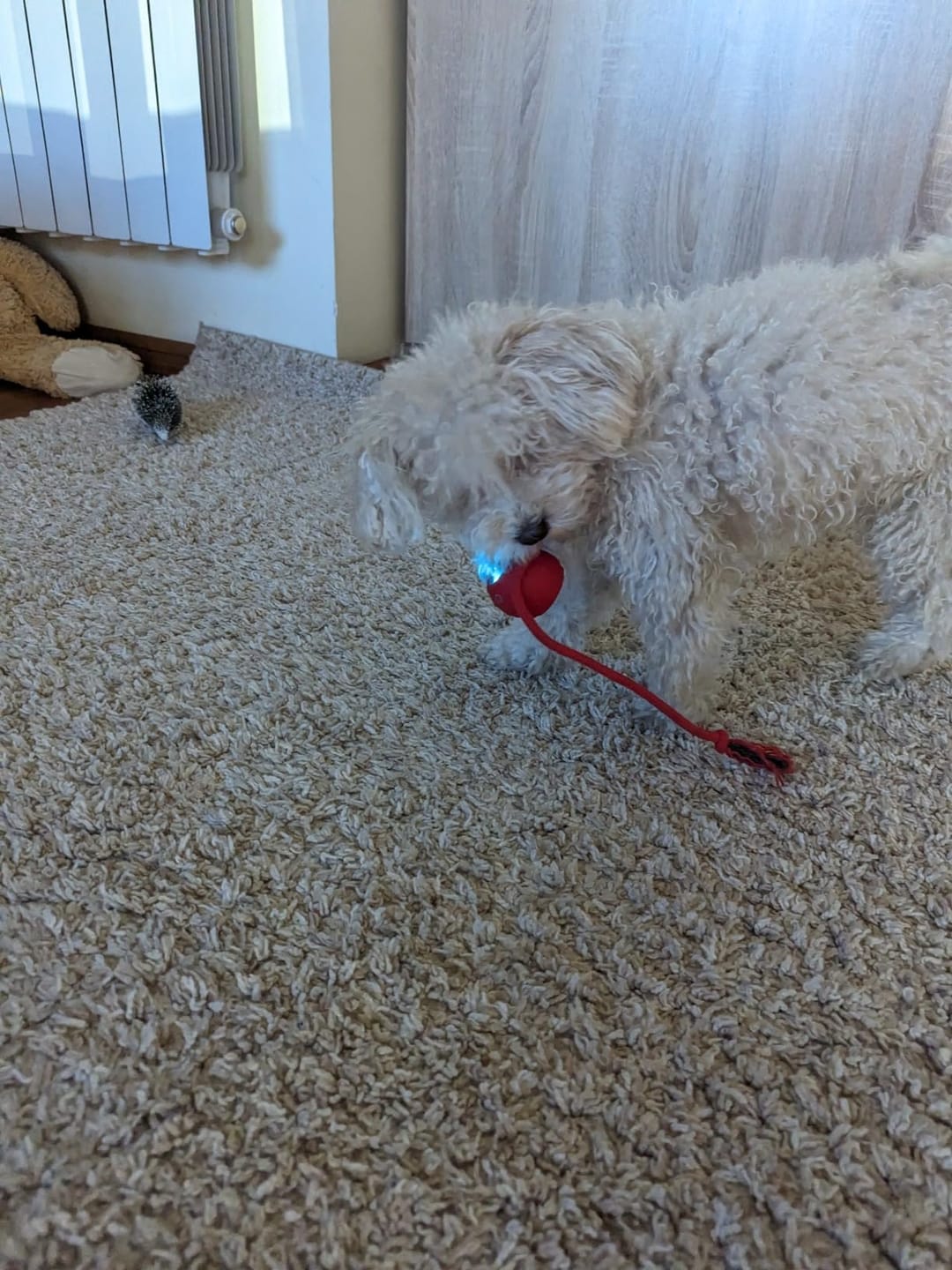 Customer photo review of Automatic Dog Walker