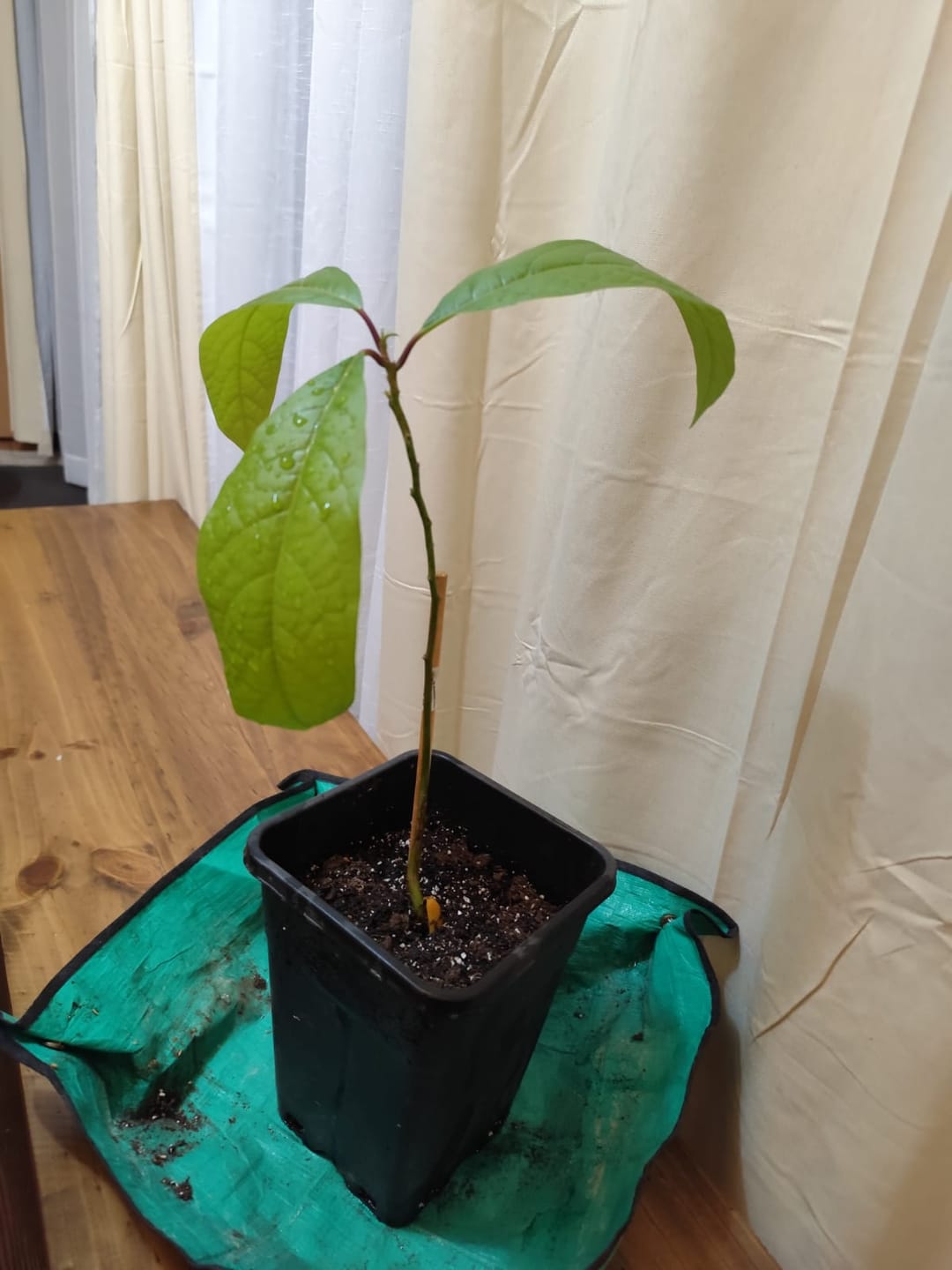 Customer photo review of Sustrato Premium para plantas de interior o en macetas