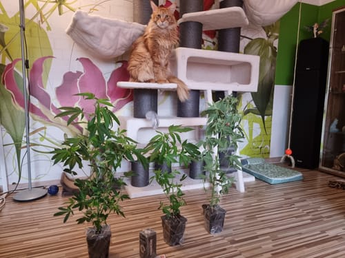 Customer photo review of Hanfsteckling | Cluster Bomb