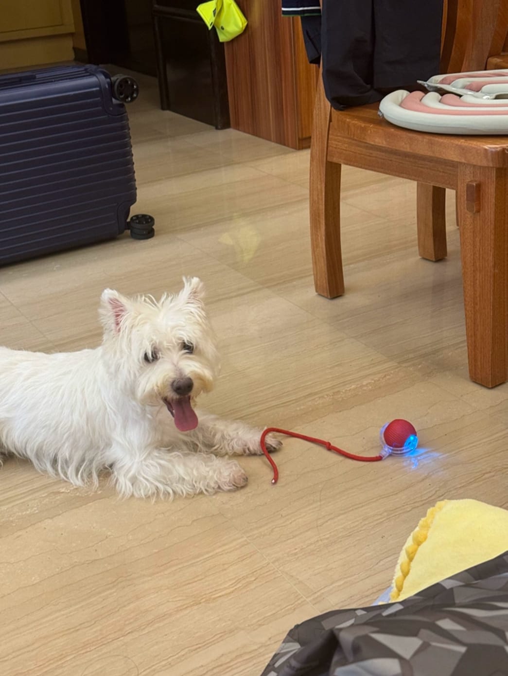 Customer photo review of Automatic Dog Walker