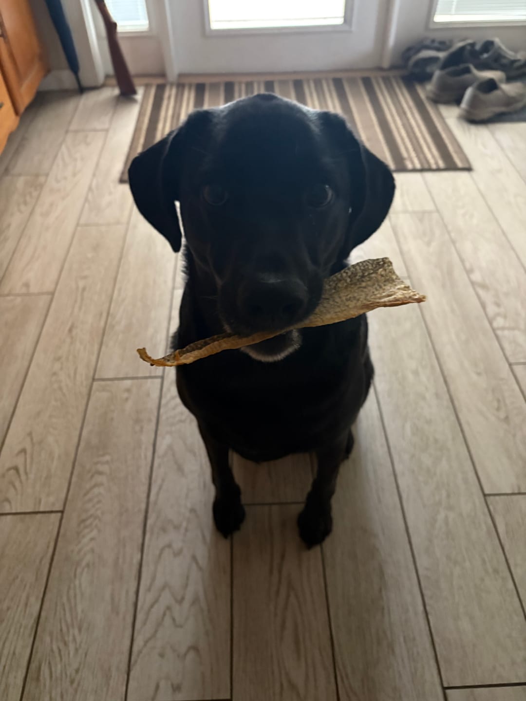 Customer photo review of Walleye Skins
