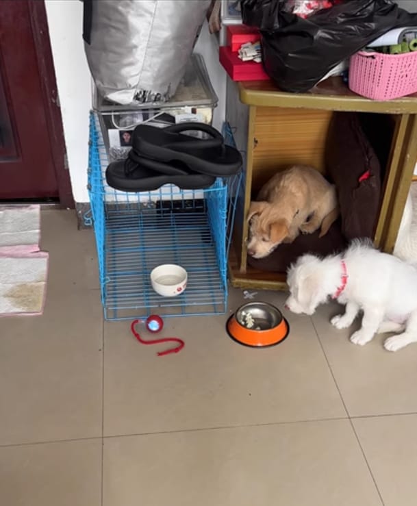 Customer photo review of Automatic Dog Walker