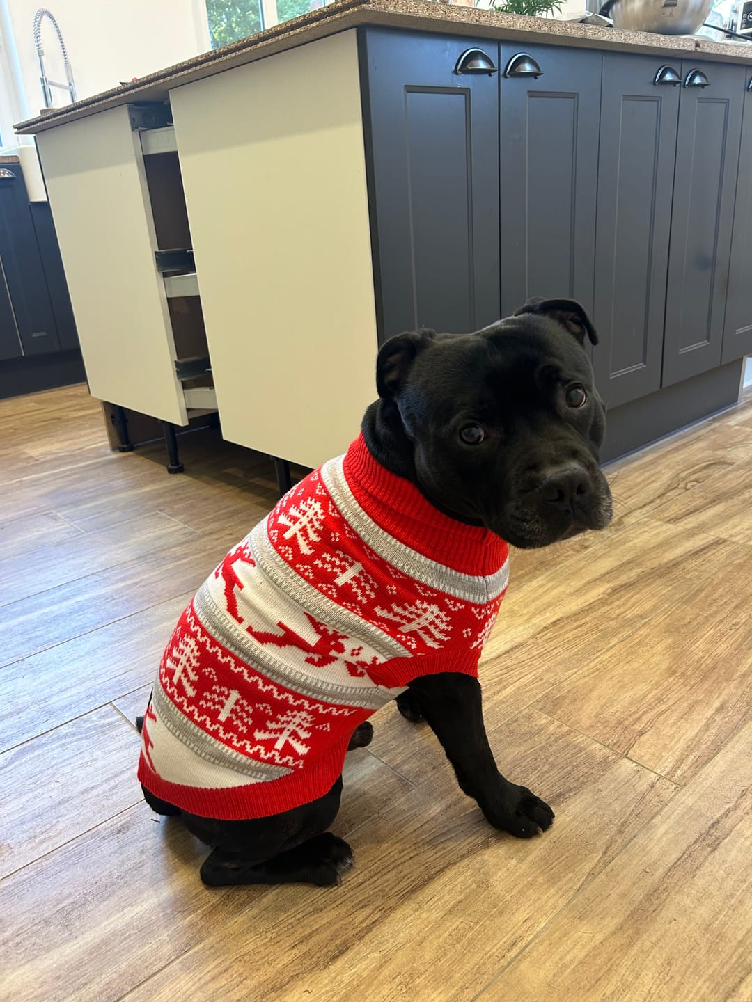Customer photo review of Christmas Dog Knit Sweater