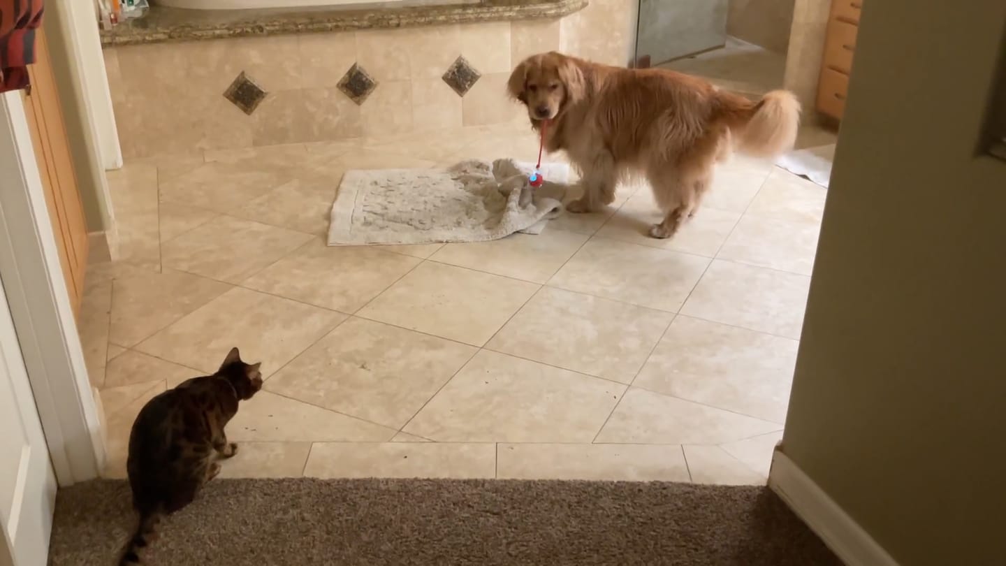 Customer photo review of Automatic Dog Walker
