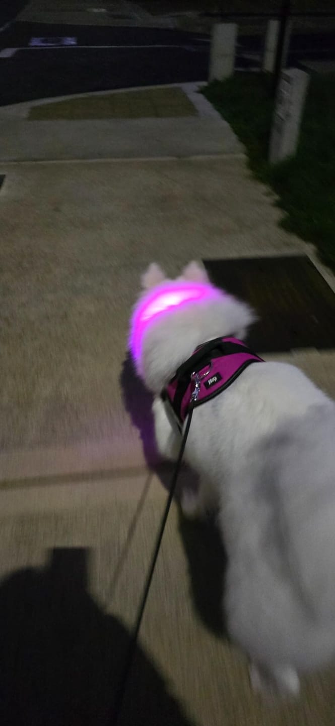 Customer photo review of LuxeLight LED Dog Collar
