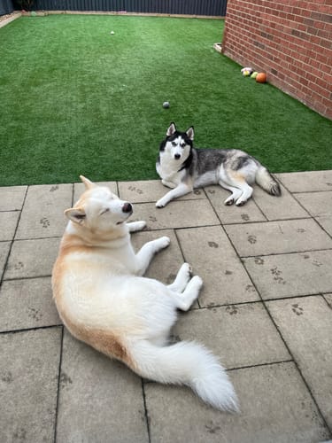 Customer photo review of Christmas Edition: Roasted Chestnut & Cinnamon Shampoo