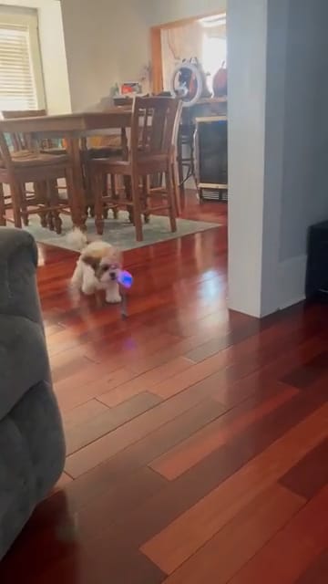 Customer photo review of Automatic Dog Walker