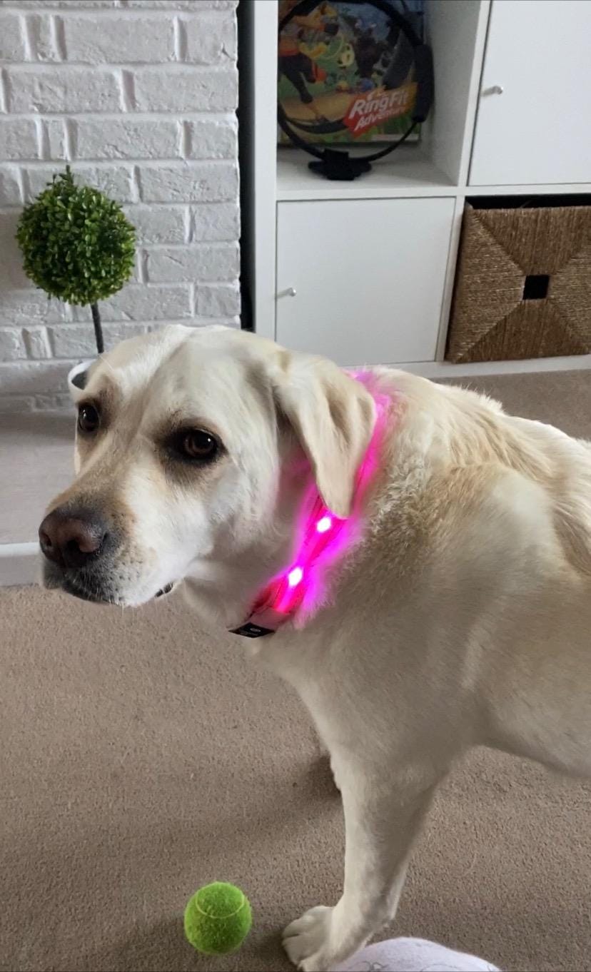 Customer photo review of LuxeLight LED Dog Collar