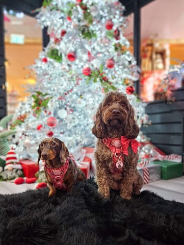 Customer photo review of Tough Trails™ Harness - Merry + Bright