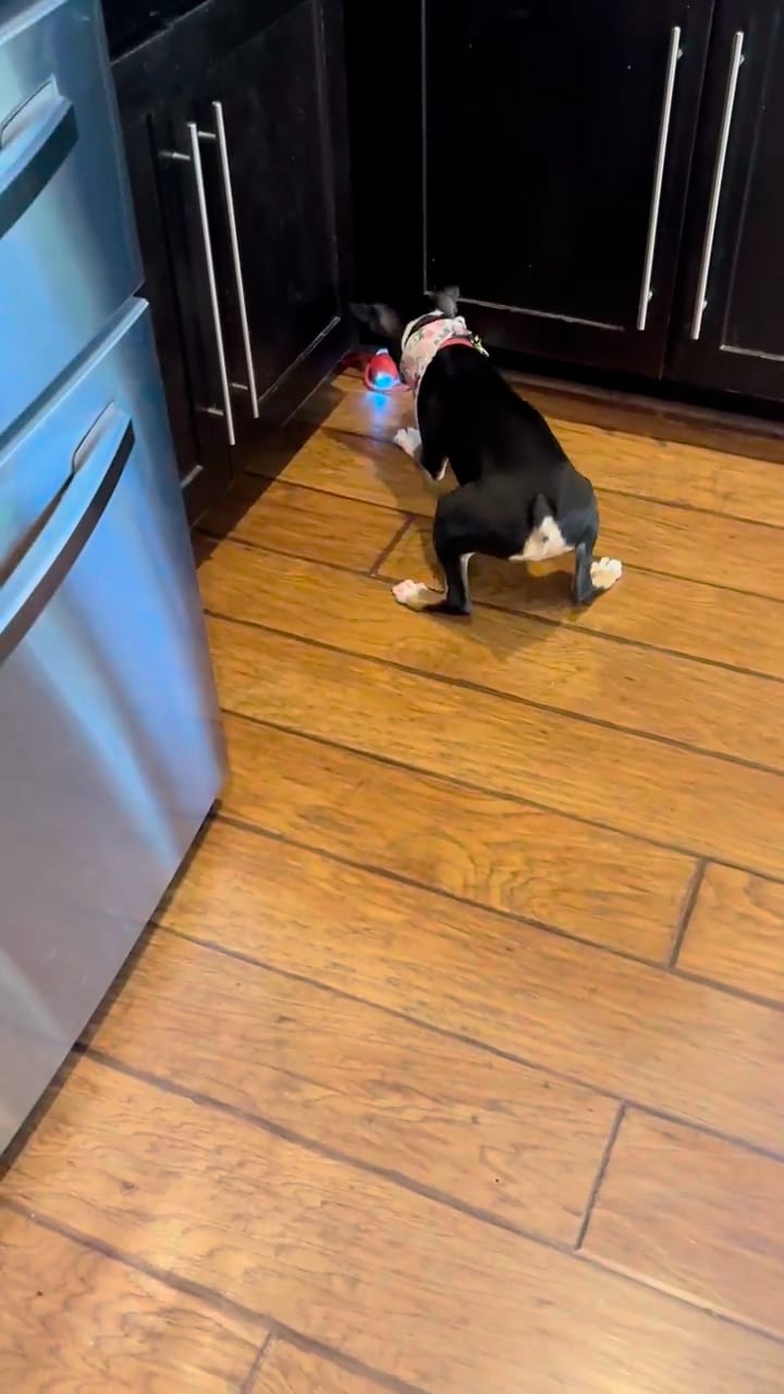 Customer photo review of Automatic Dog Walker