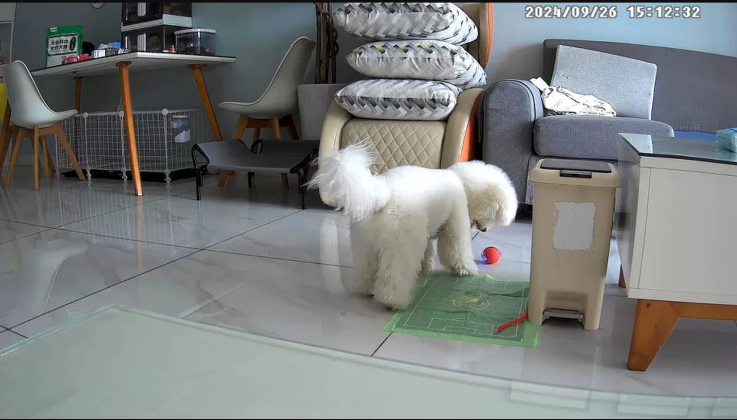 Customer photo review of Automatic Dog Walker