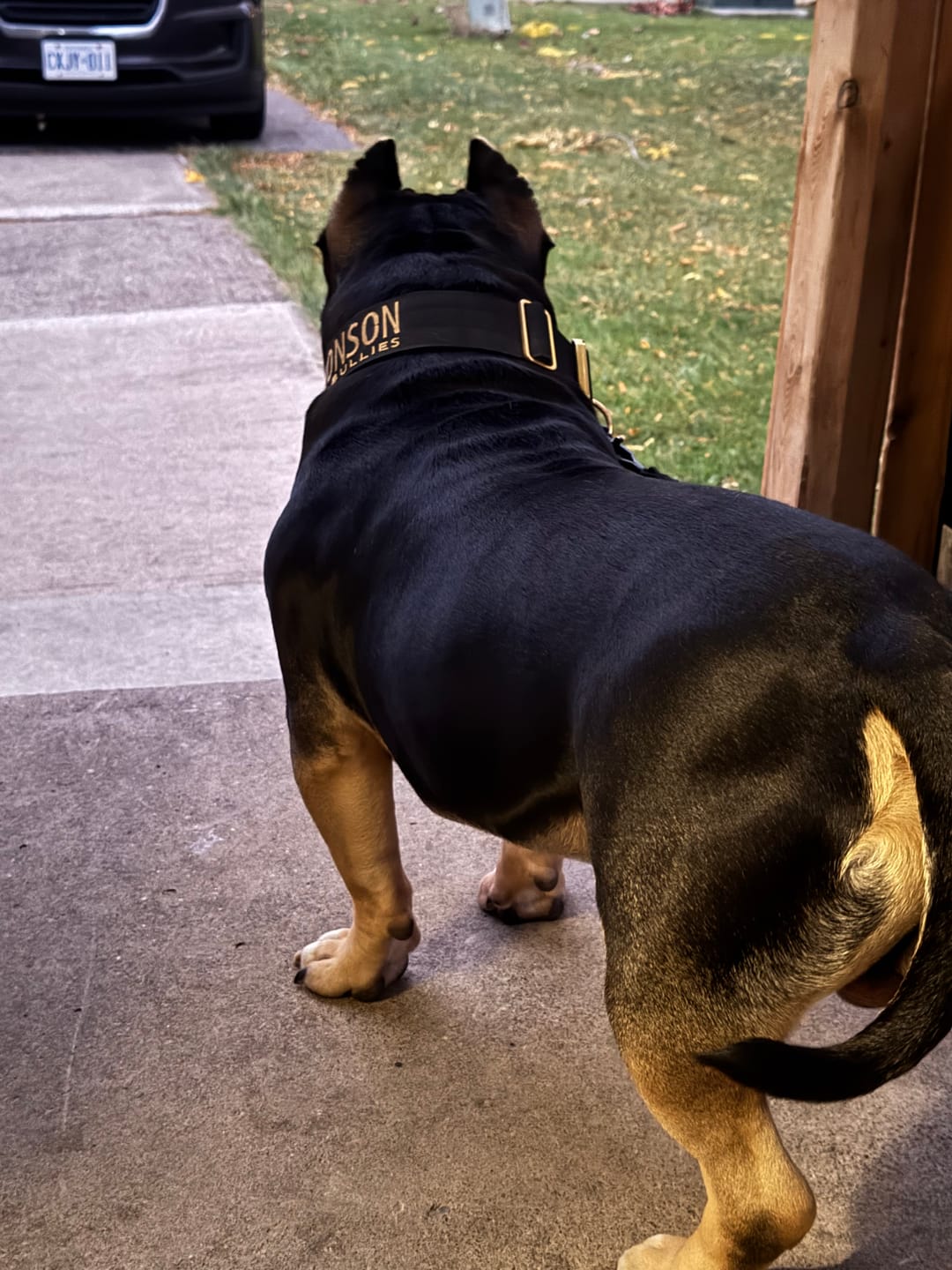 Customer photo review of 2" Tacti Luxe Dog Collar - Gold Noir