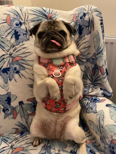 Customer photo review of Disney© Lead -  Minnie's Christmas