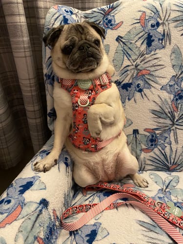 Customer photo review of Disney© Tough Trails™ Harness -  Minnie's Christmas