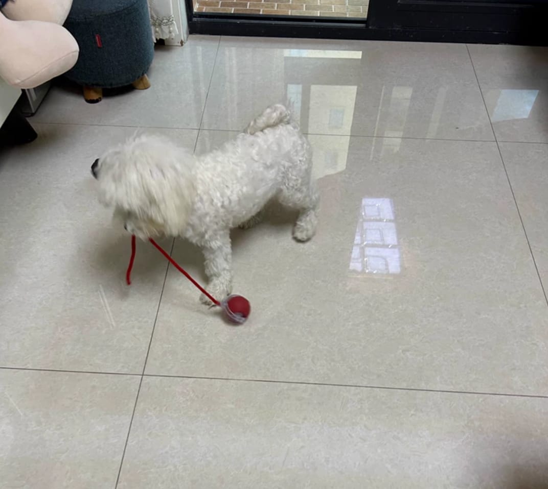 Customer photo review of Automatic Dog Walker