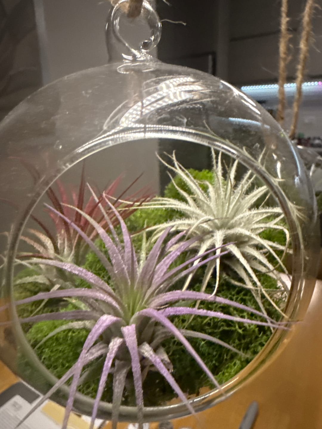 Customer photo review of Ionantha Lavender