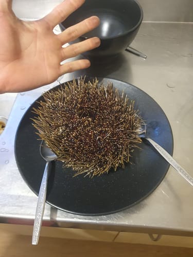 Customer photo review of 1KG Kina Fresh in shell (NZ Caught)