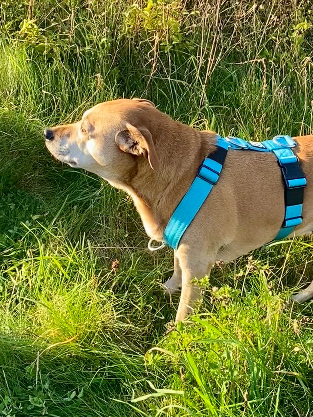 Customer photo review of Training Anti Pull TRI-Harness® | M-XL Breeds - Light Blue