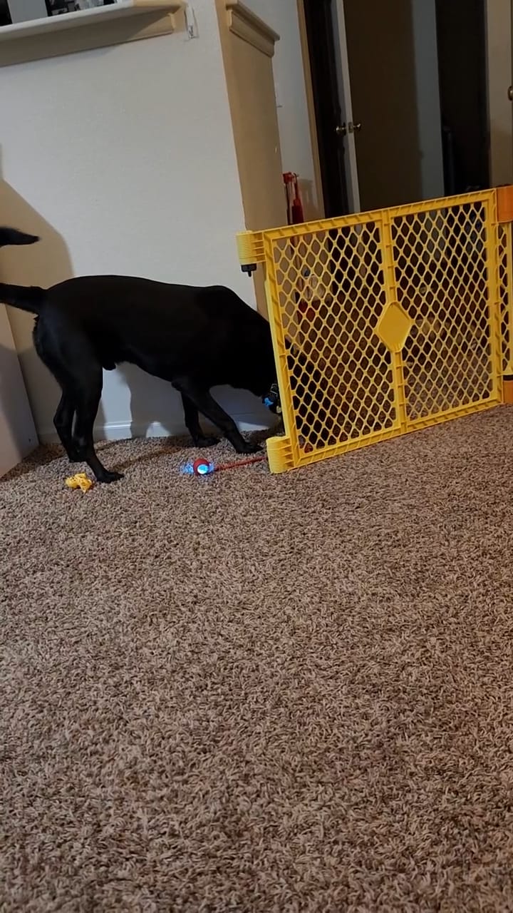 Customer photo review of Automatic Dog Walker