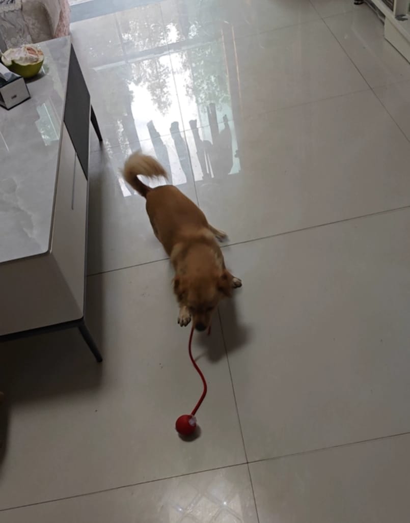 Customer photo review of Automatic Dog Walker