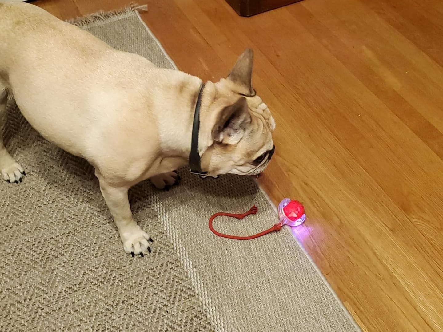 Customer photo review of Automatic Dog Walker