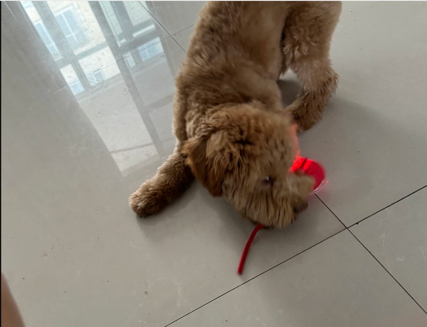 Customer photo review of Automatic Dog Walker