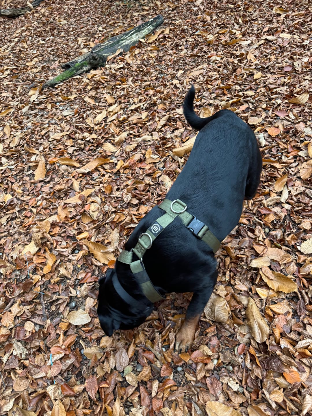 Customer photo review of Training Anti Pull TRI-Harness® | M-XL Breeds - Khaki
