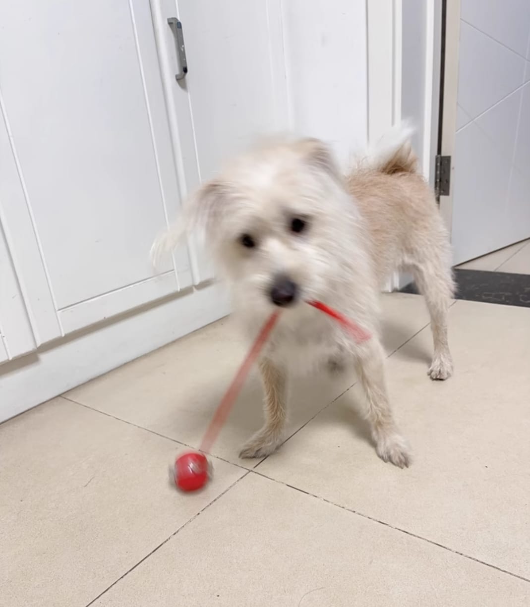 Customer photo review of Automatic Dog Walker