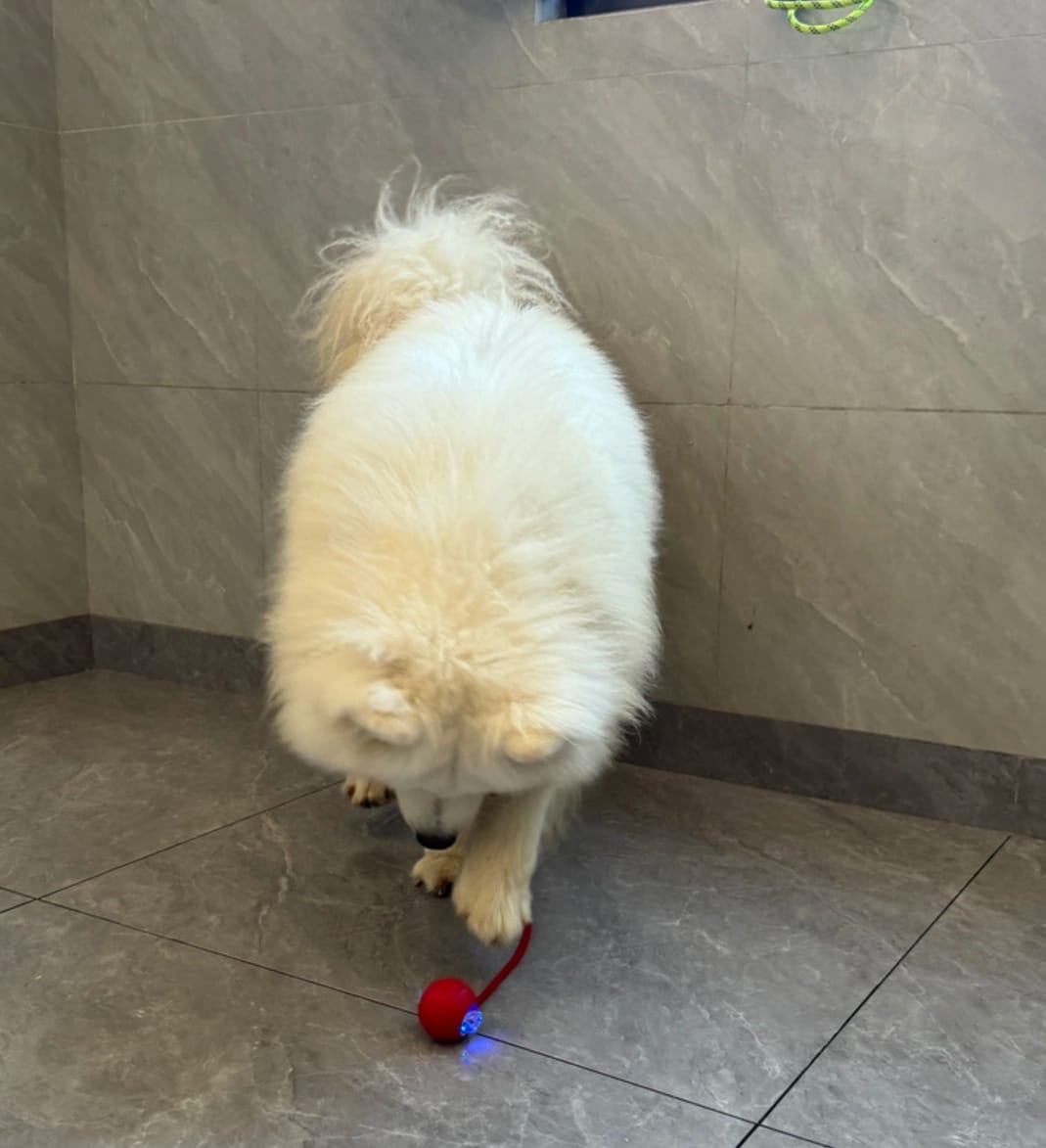 Customer photo review of Automatic Dog Walker