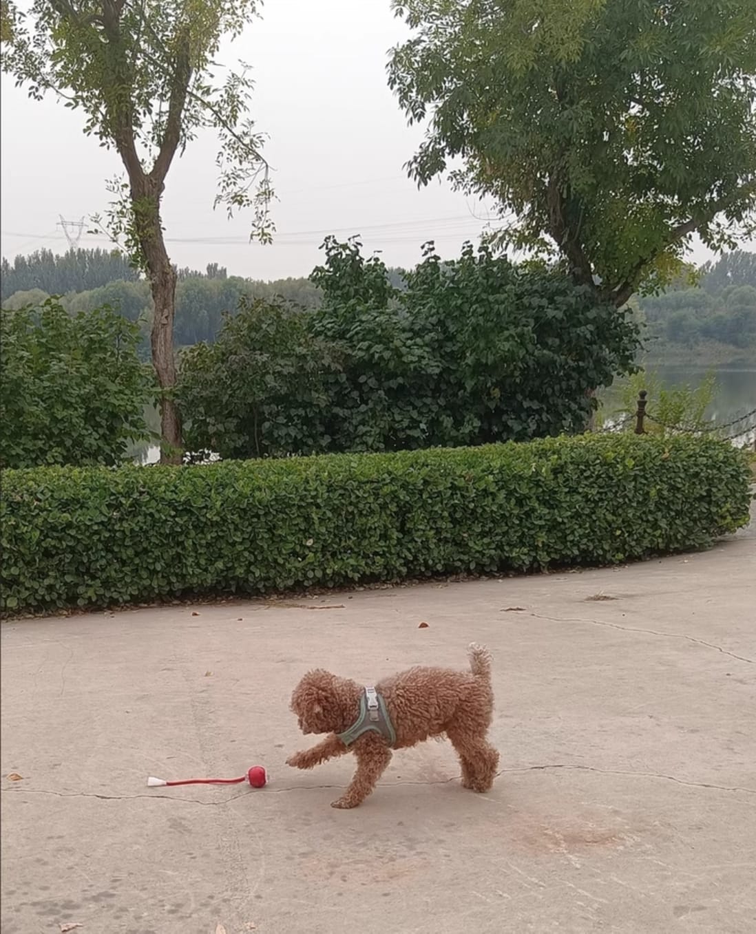 Customer photo review of Automatic Dog Walker