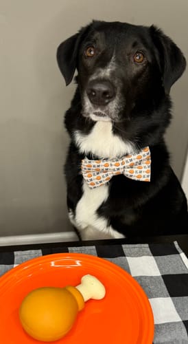 Customer photo review of Leg Day Bow for Dog Collar and Cat Collar