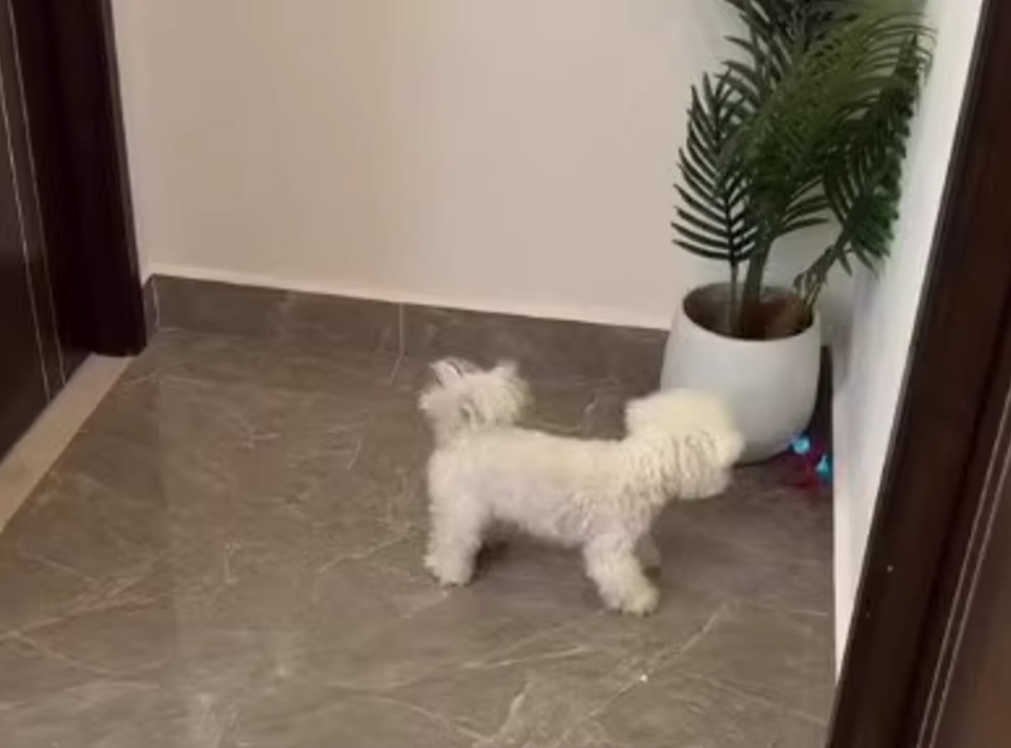 Customer photo review of Automatic Dog Walker